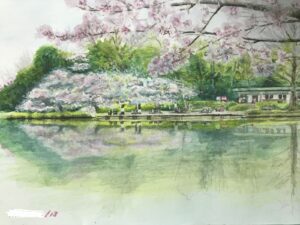 大宮公園の桜風景　水彩画