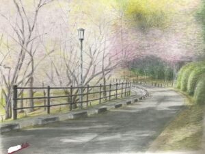 福岡 西公園の桜 作品66