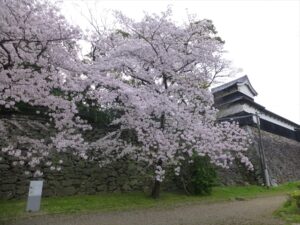 福岡市 2024年4月6日 桜開花後の最新情報