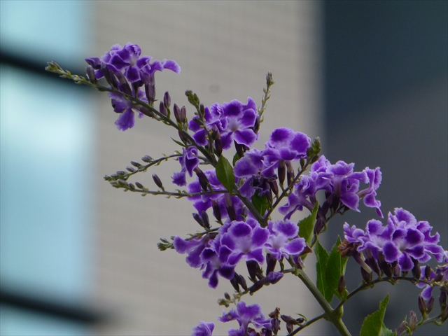 九州 最新 四季の花々 | 松藏七代 生活お役立ち部屋＆趣味の部屋